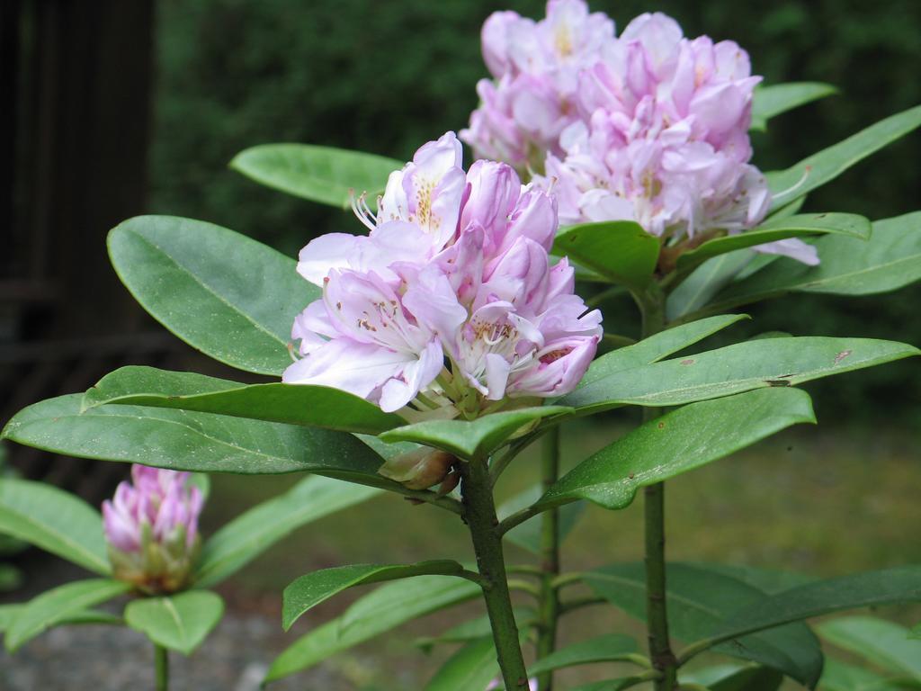 Cedar Song B&B Parksville Luaran gambar